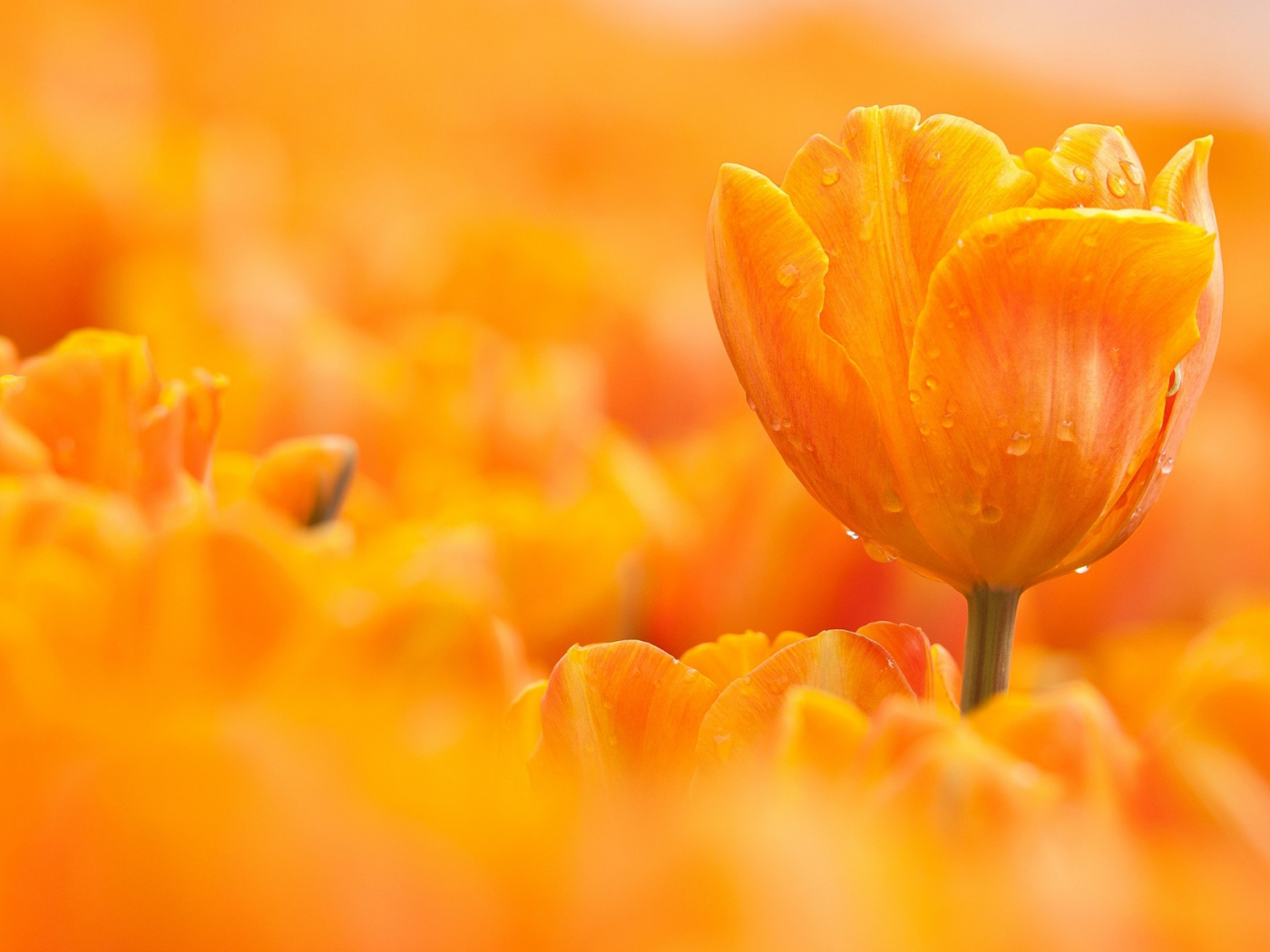 тюльпаны, оранжевые