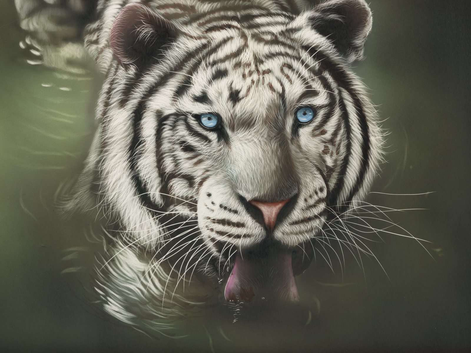белый тигр, вода, by shonechacko