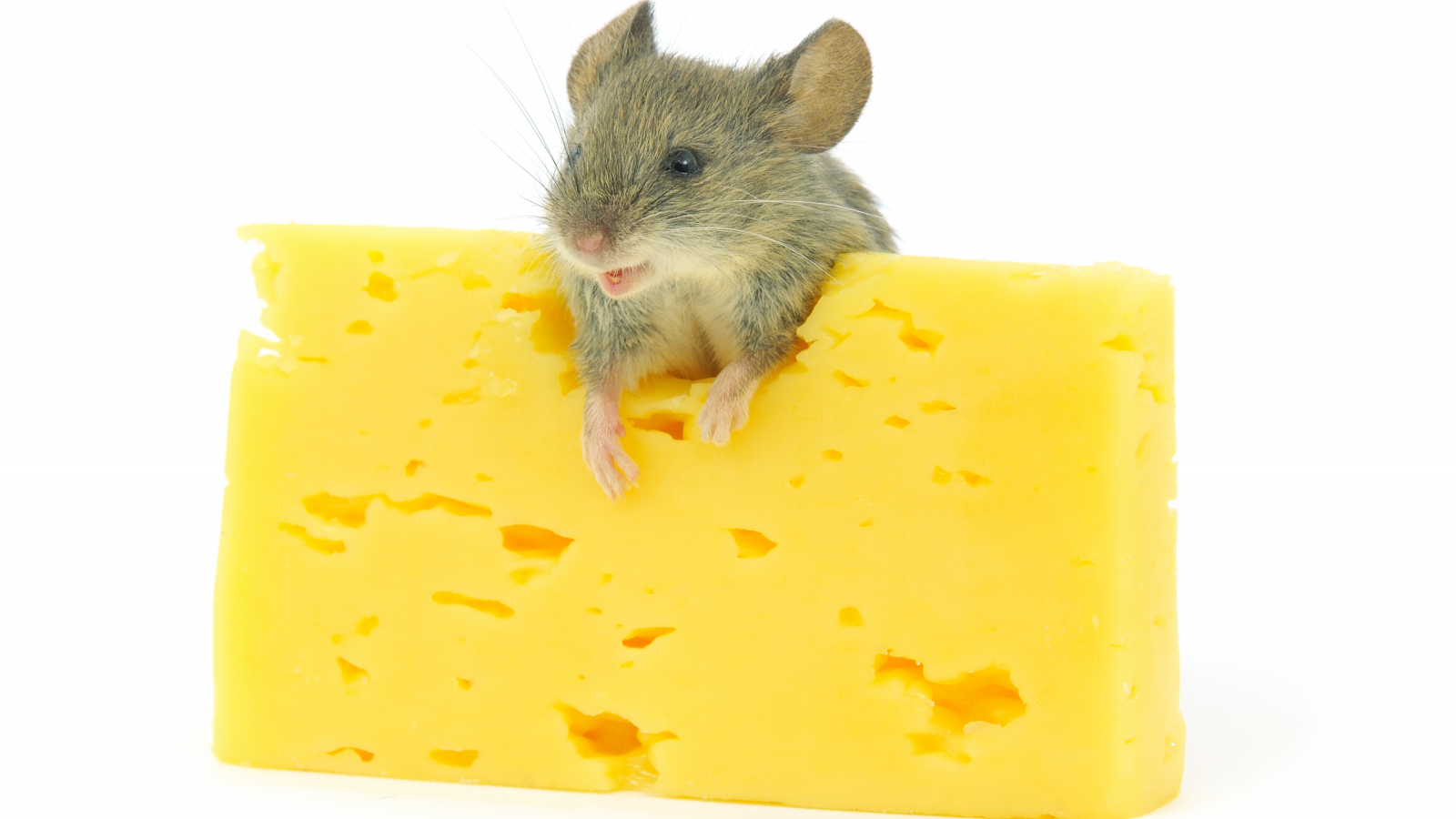мышь, сыр, грызун