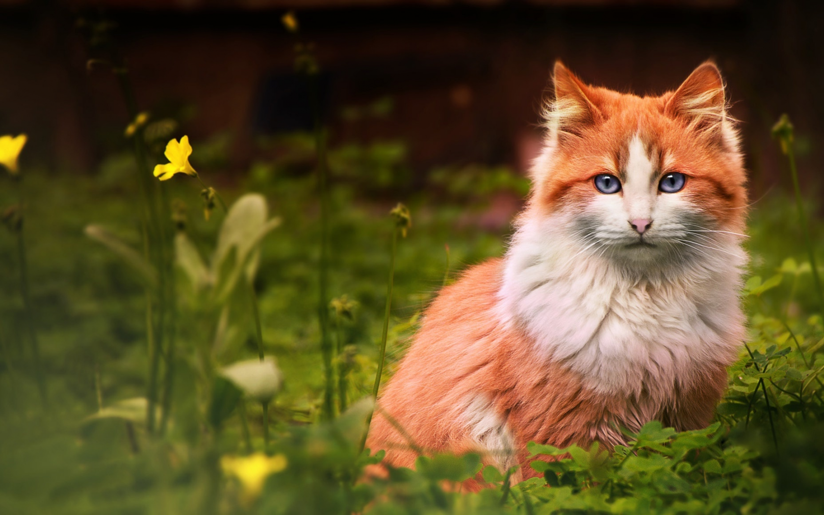 кот, цветок, смотрит, рыжий, трава, кошка