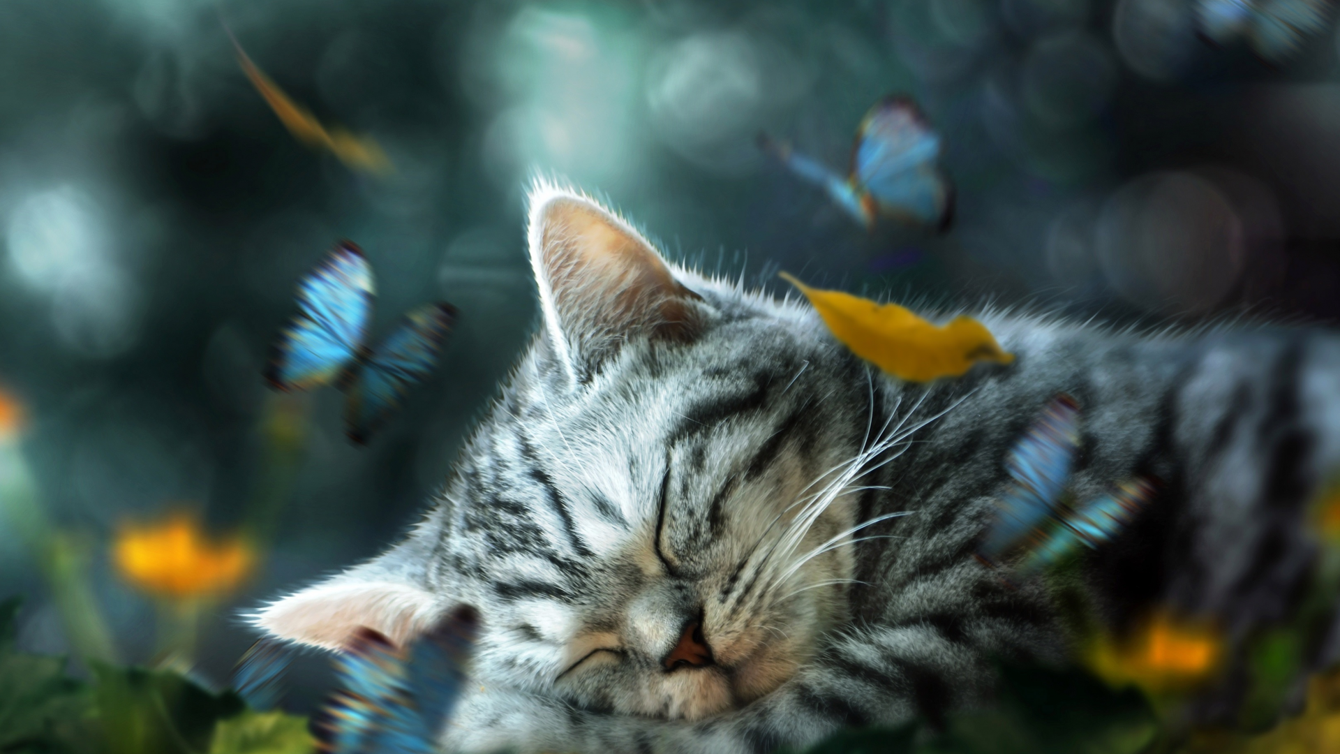 листья, котенок, ретушь, спит, бабочки