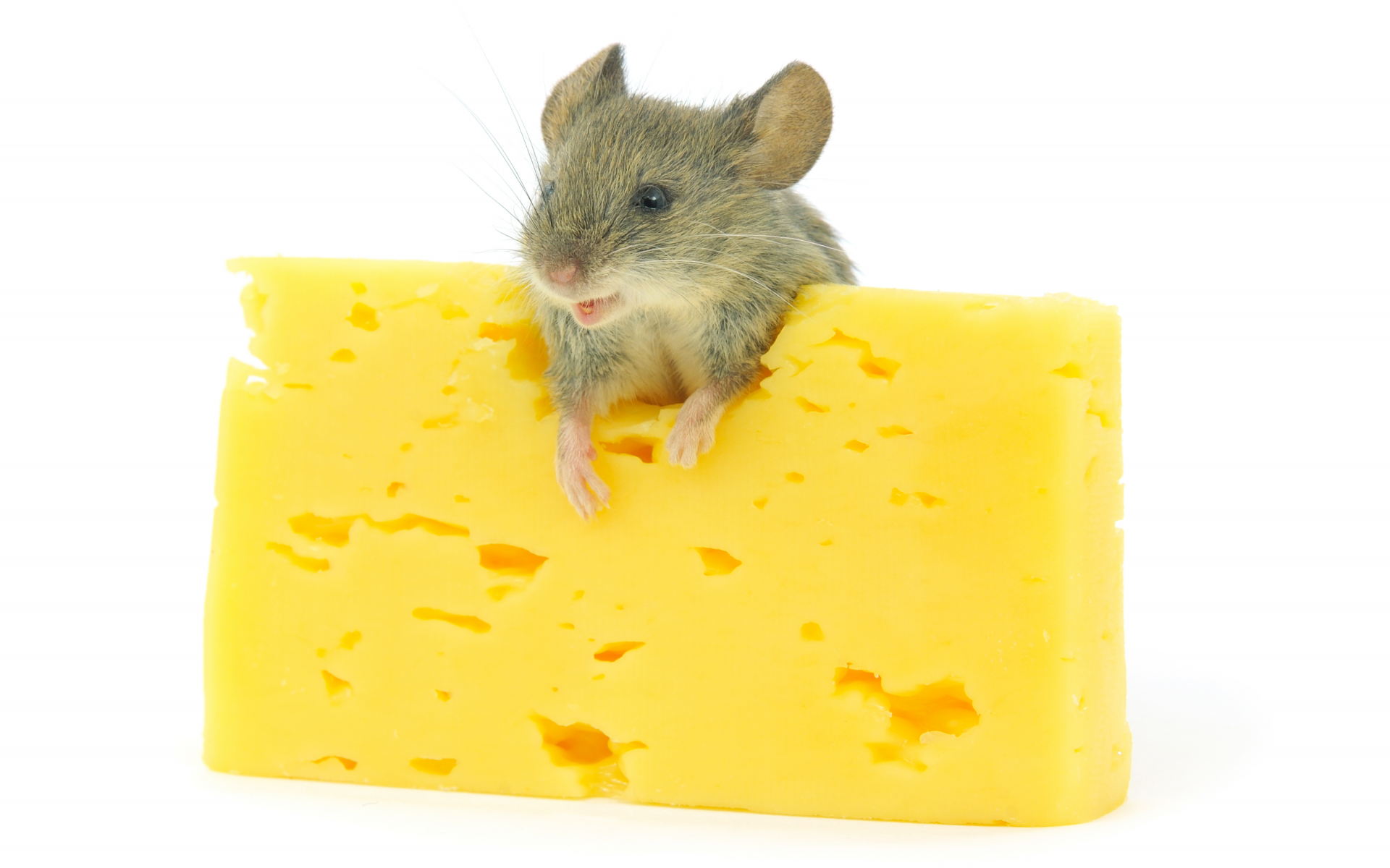 мышь, сыр, грызун