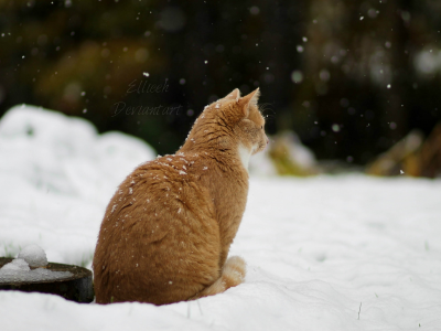 зима, снег, by ellieeh, кошка
