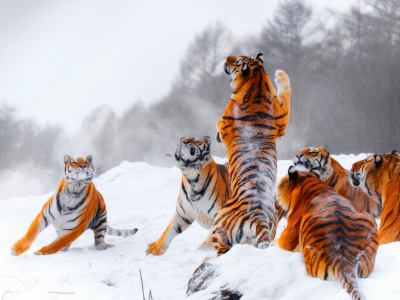 охота, тигры, тигр, прыжок, зима, молодые тигры, стойка, снег, игра