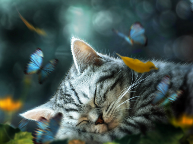листья, котенок, ретушь, спит, бабочки