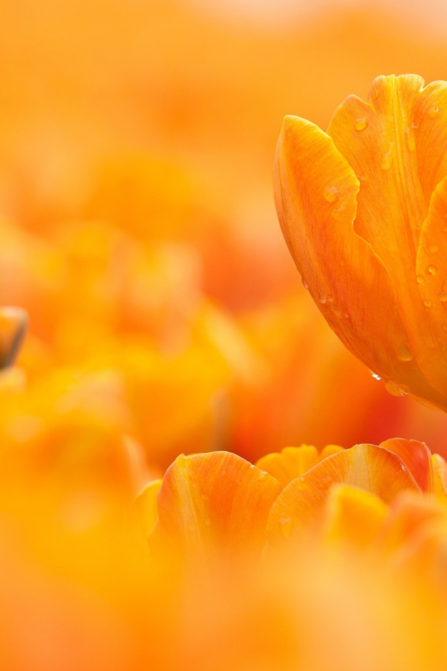 тюльпаны, оранжевые