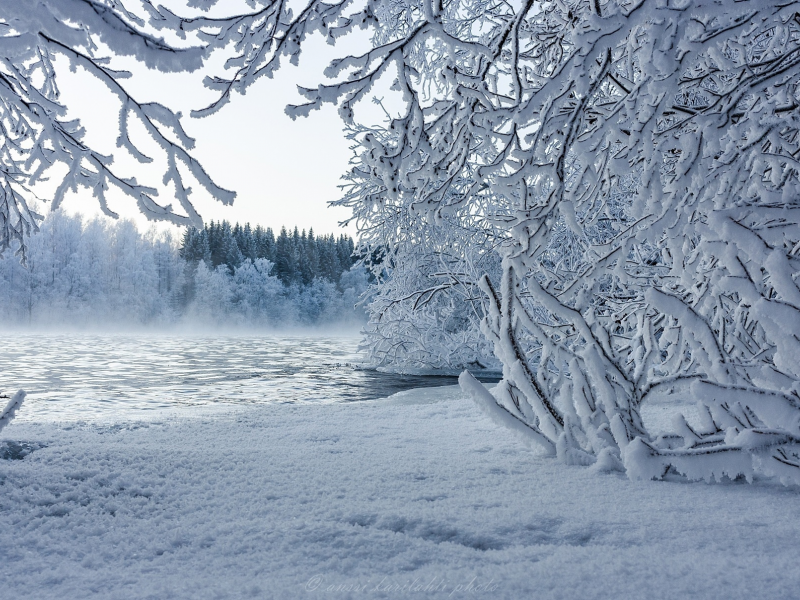 зима, деревья, снег