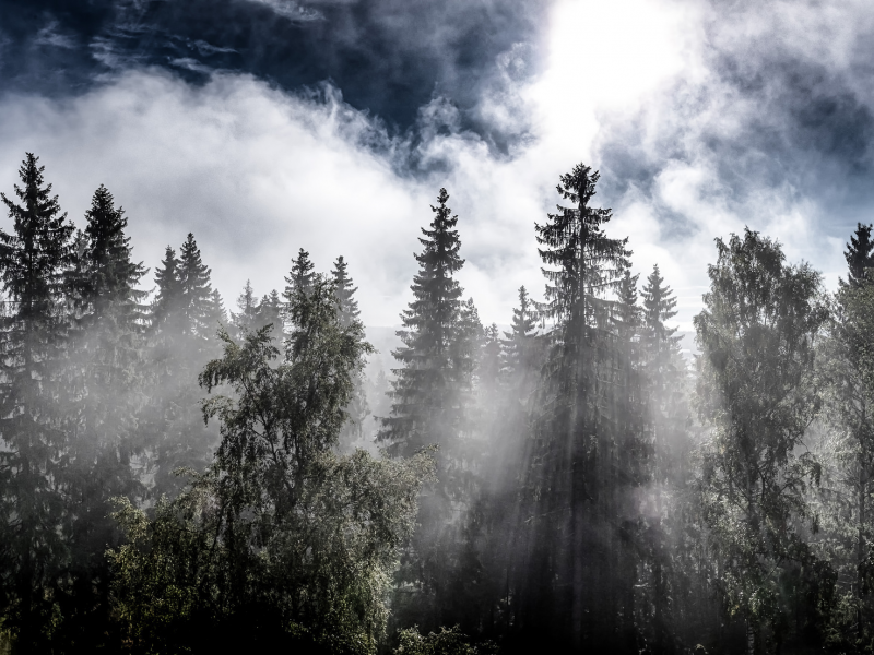 туман, осень, лес, природа