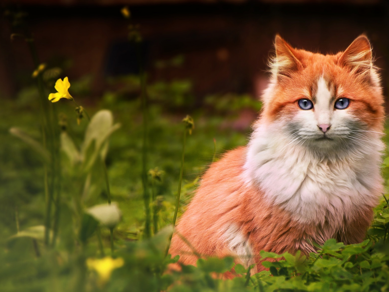 кот, цветок, смотрит, рыжий, трава, кошка