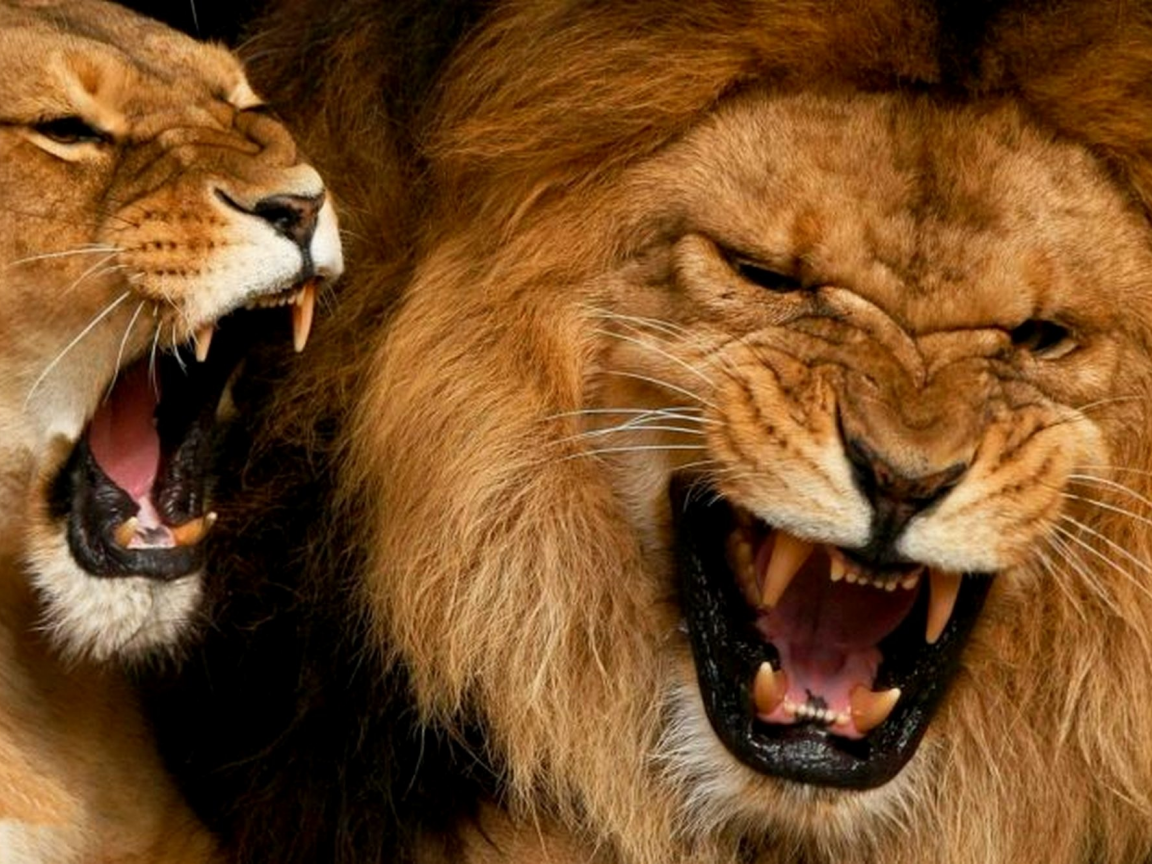лев, львица, мощь и сила, агрессия