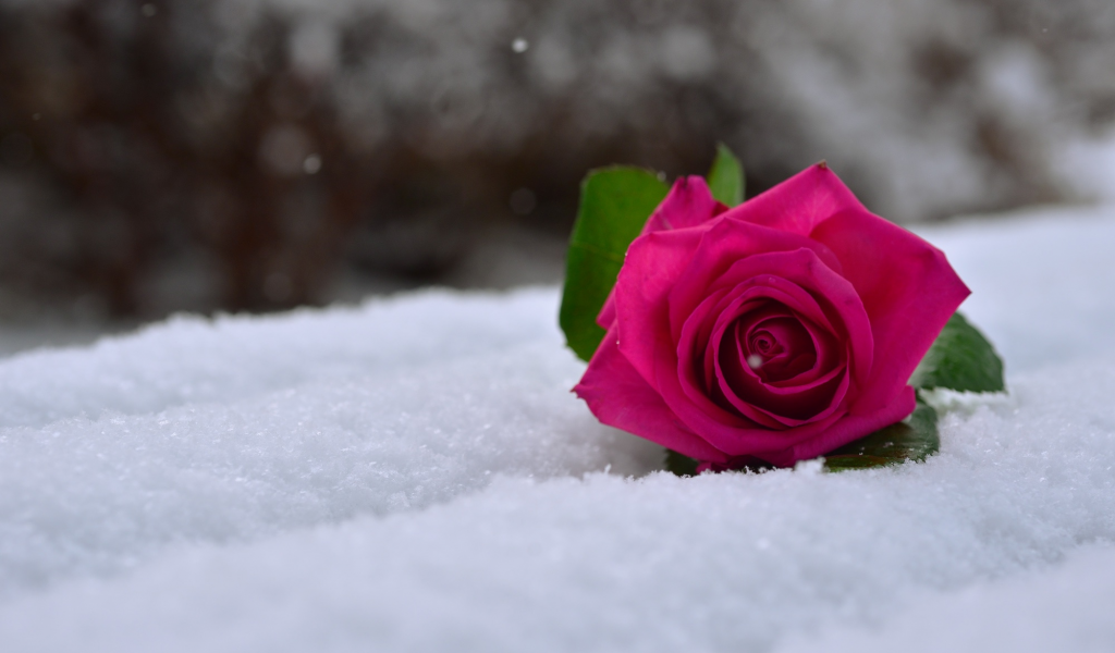 снег, роза