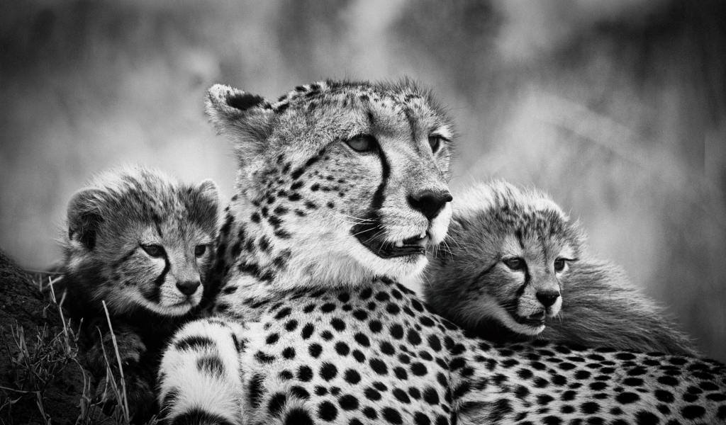 мама, детеныши, гепарды, чёрно белое фото