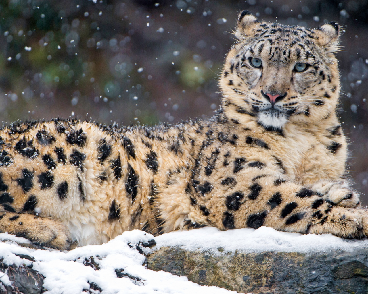 зима, взгляд, снег, кошки, камни, фон, портрет, лежит, снежный барс, барс, дикие кошки, снегопад, зоопарк