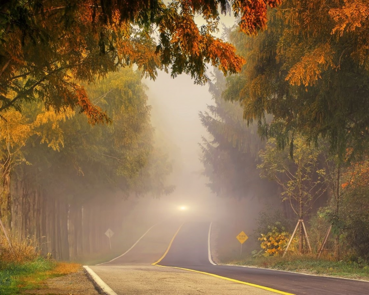 дорога, лес, туман