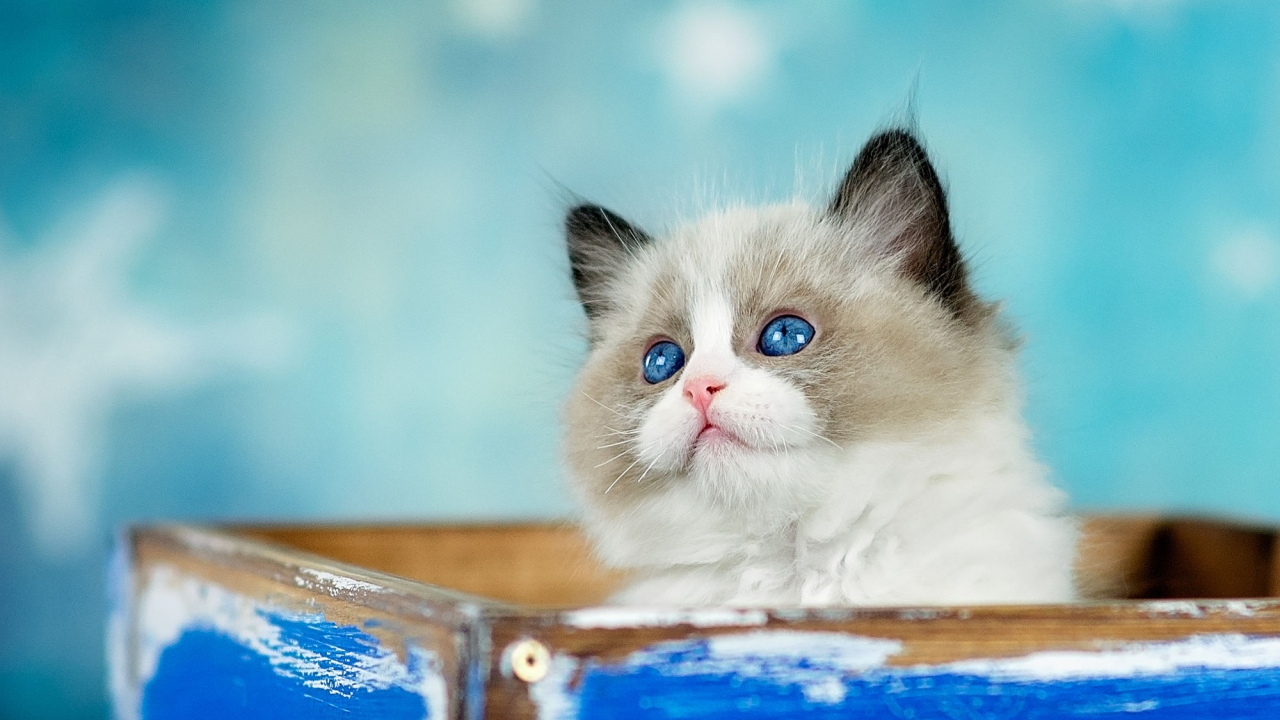 кошка, взгляд, котенок, фон, коробка, голубой, пушистый, ящик, мордашка, милашка, голубоглазый, торчит