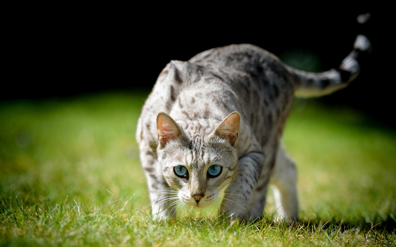 кошка, трава, кот, взгляд, голубые глаза, боке