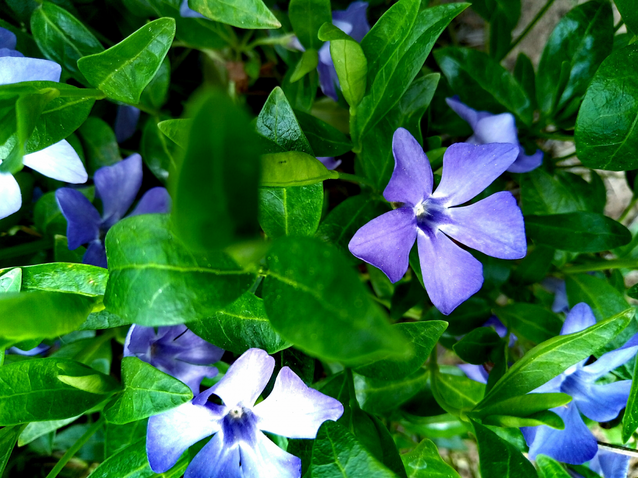 цветы, листья, фиолетовый, зеленый