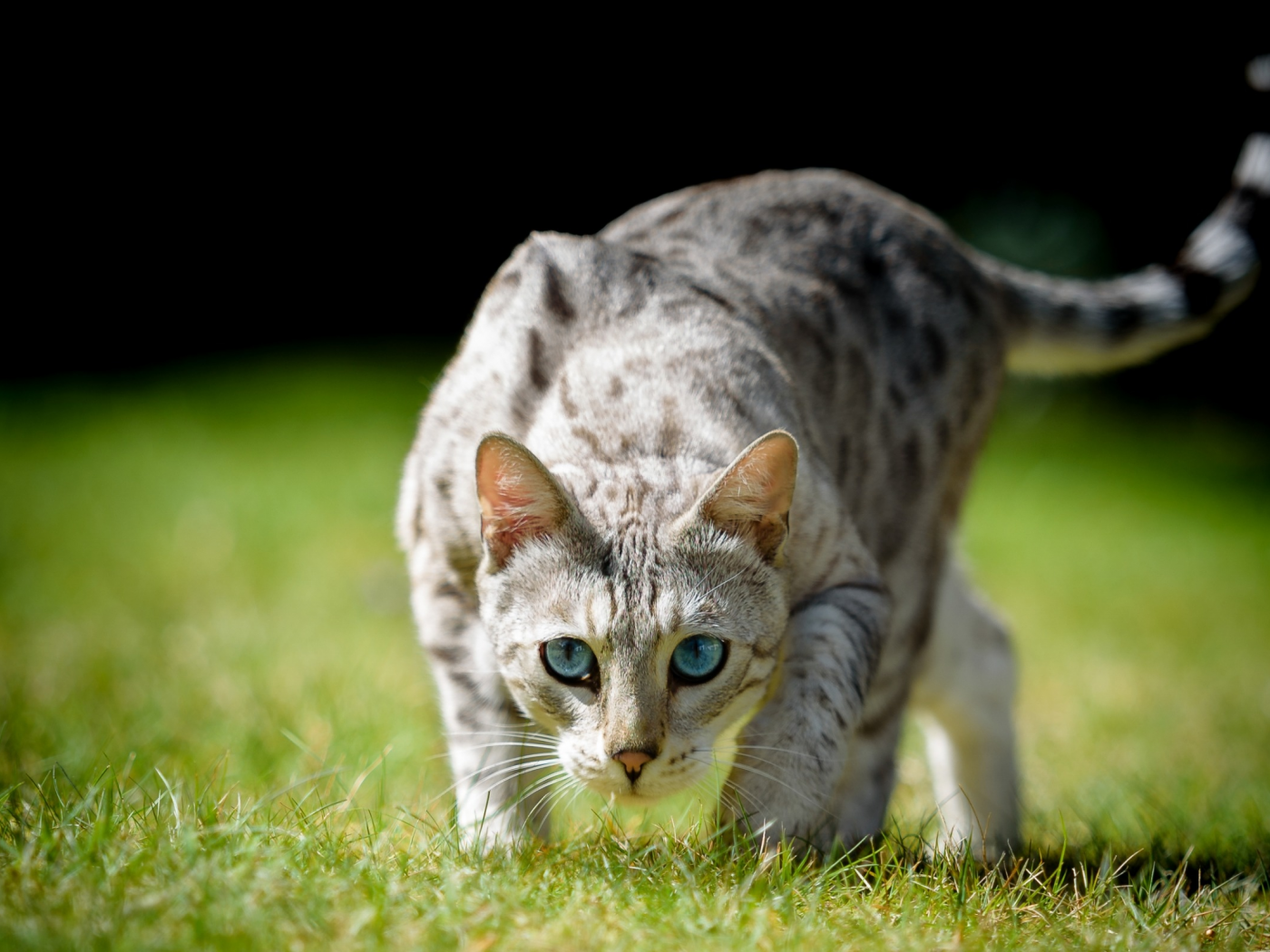 кошка, трава, кот, взгляд, голубые глаза, боке