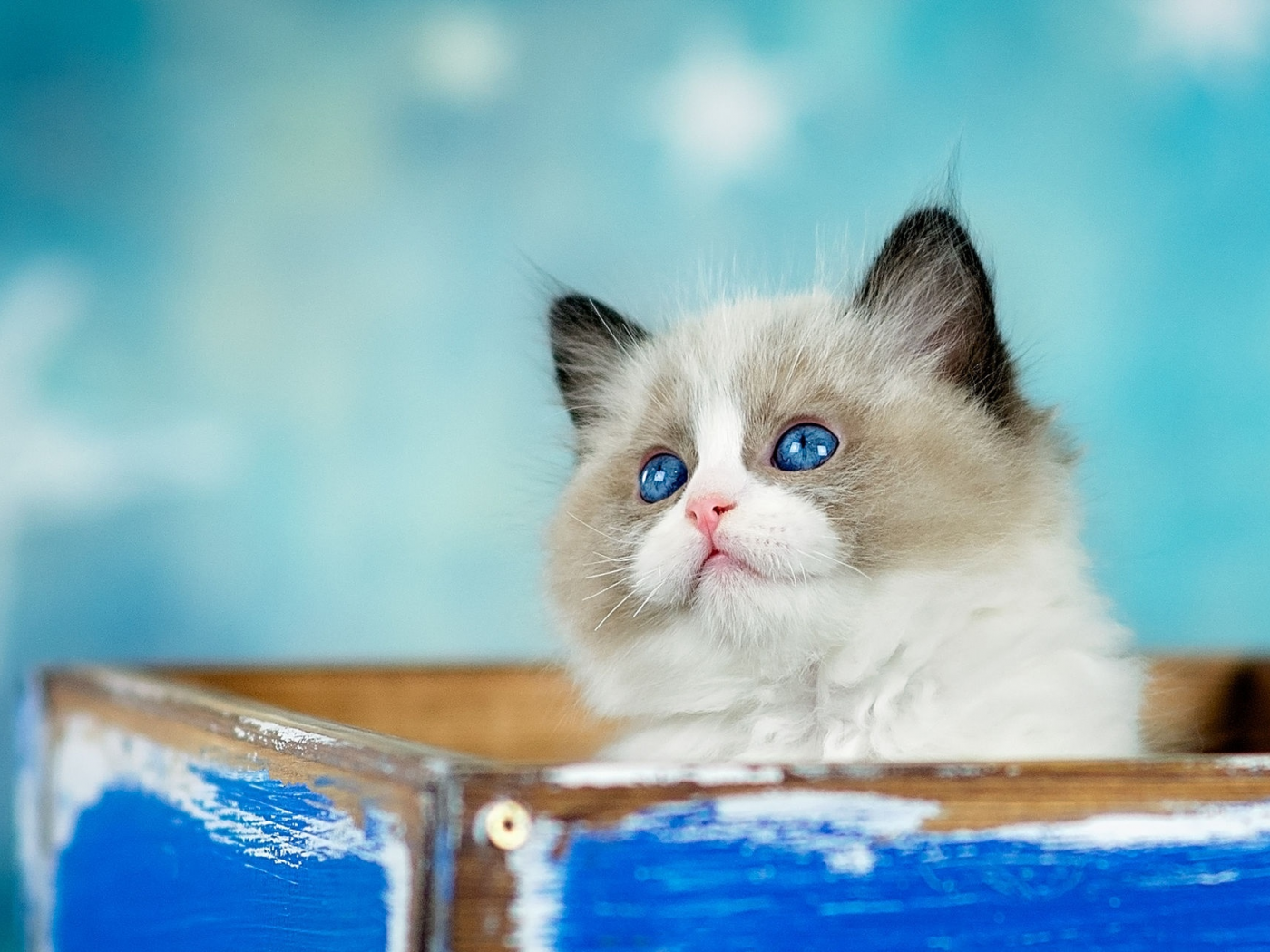кошка, взгляд, котенок, фон, коробка, голубой, пушистый, ящик, мордашка, милашка, голубоглазый, торчит