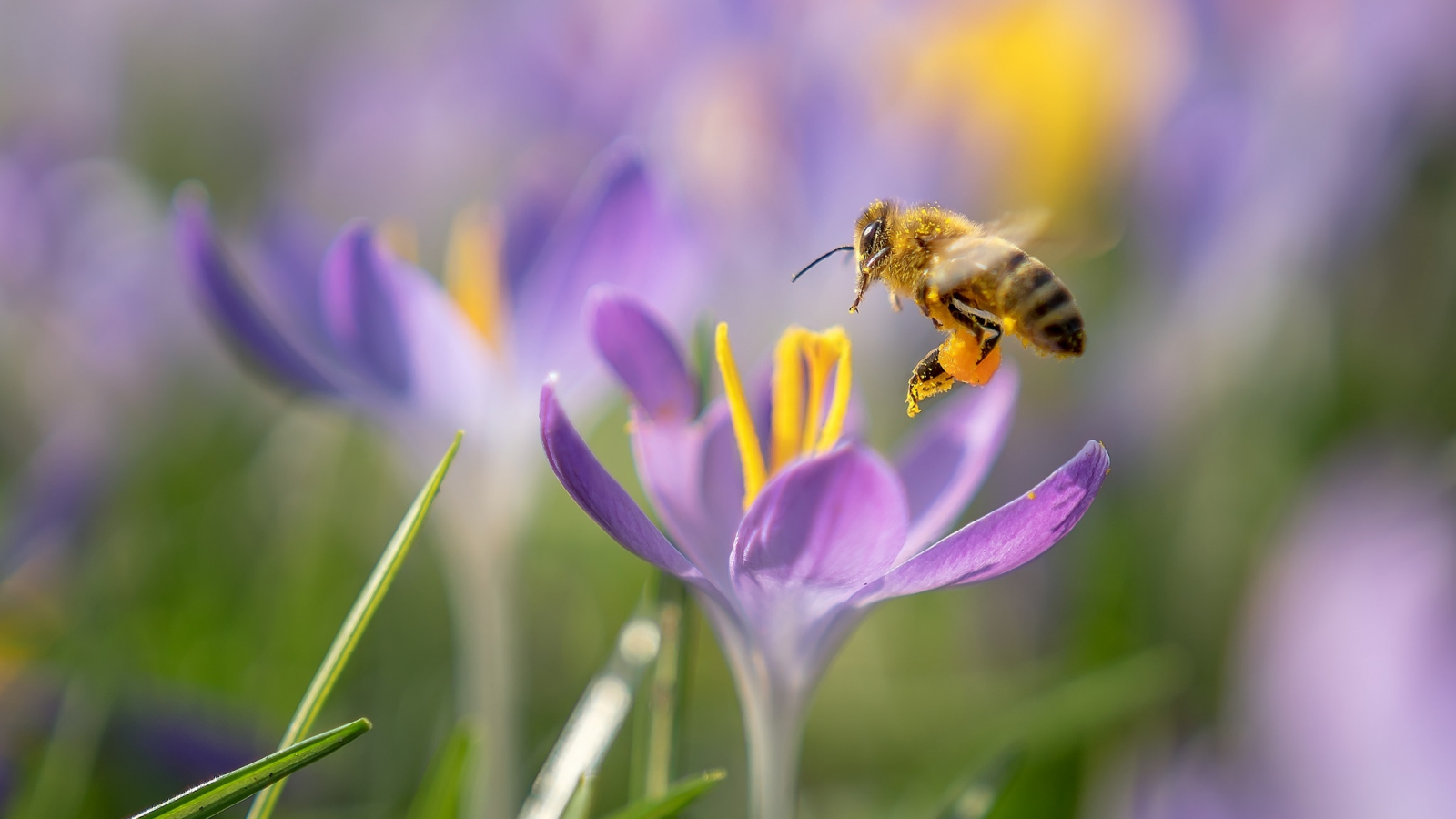 макро, цветы, пчела, весна, крокусы