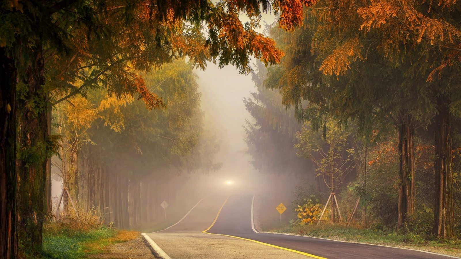 дорога, лес, туман