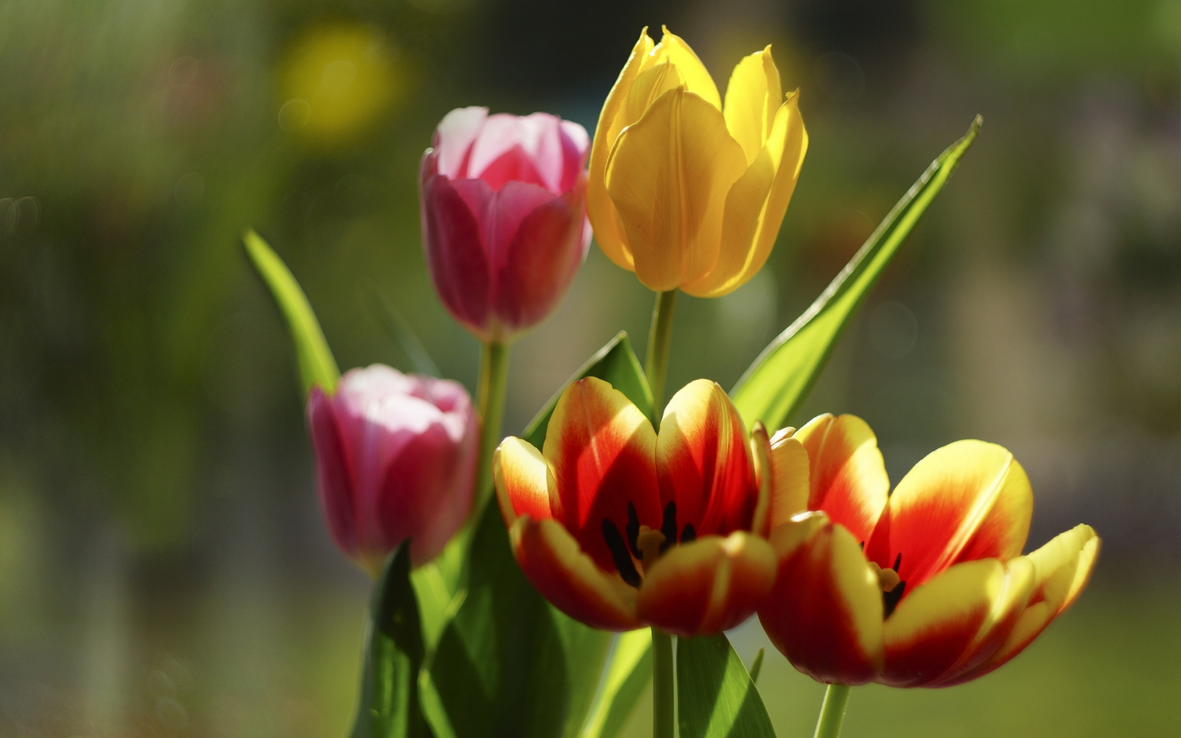 тюльпаны, весна