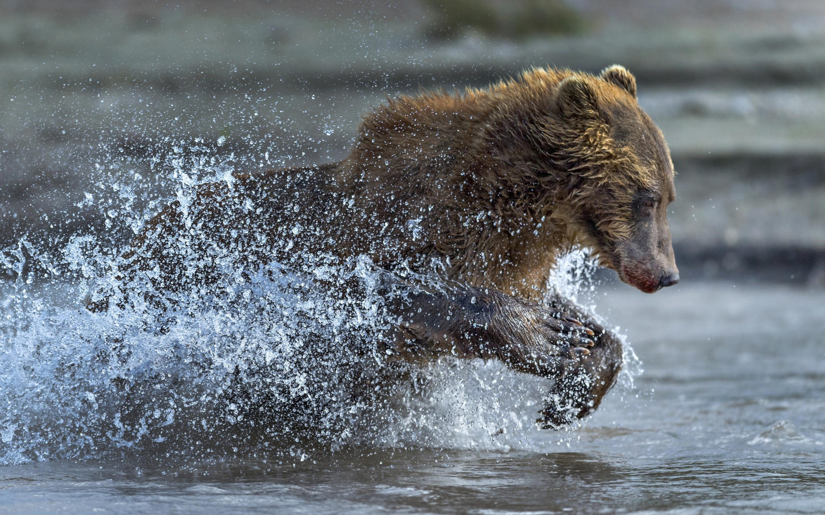 вода, брызги, медведь, бег