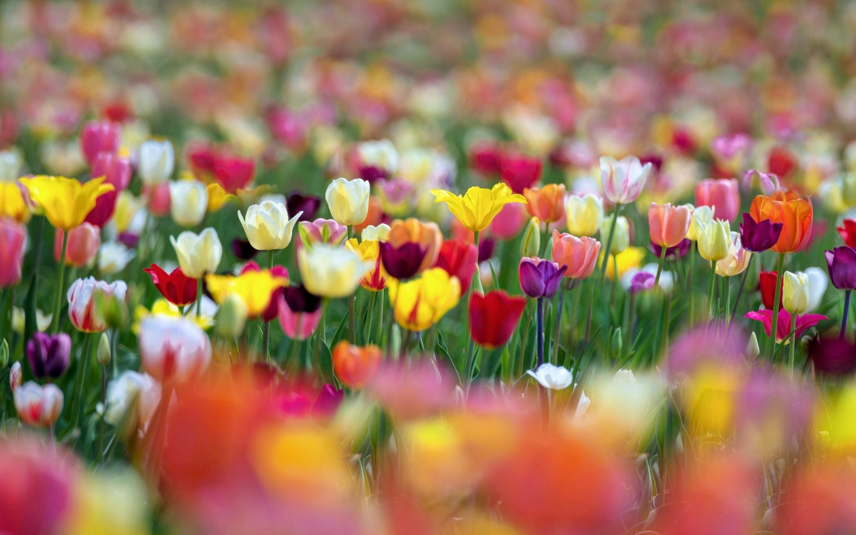 цветы, краски, весна, тюльпаны, боке
