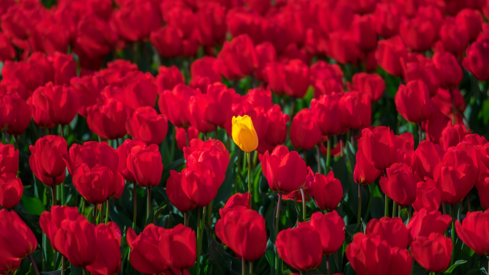 тюльпаны, много, красные тюльпаны, жёлтый тюльпан
