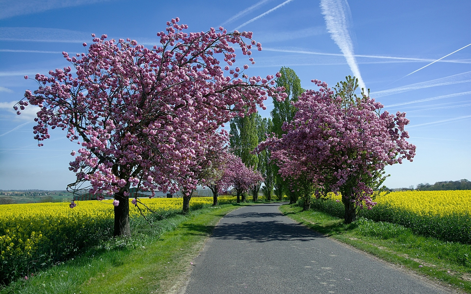 поля, деревья, небо, дорога, рапс, цветение, весна, солнце