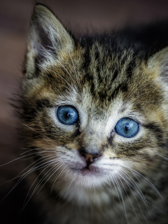 взгляд, малыш, мордочка, котёнок, голубые глаза