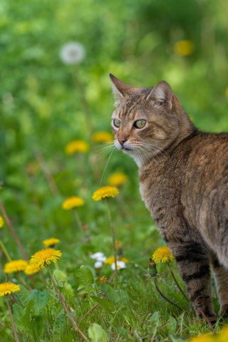 кошка, кот, цветы, весна, одуванчики