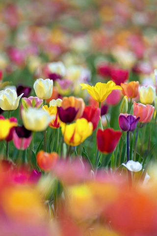 цветы, краски, весна, тюльпаны, боке