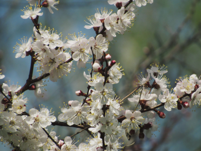 весна, цветение, дерево