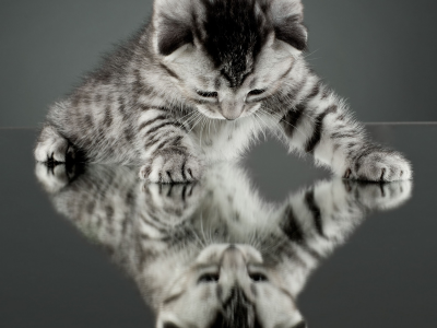кошка, кот, отражение, котенок, фон, обои, зеркало