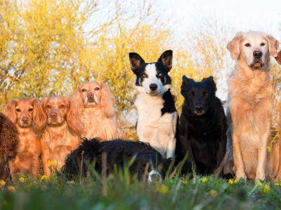 собаки, много, коллективное фото