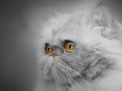 глаза, взгляд, портрет, мордочка, монохром, персидская кошка