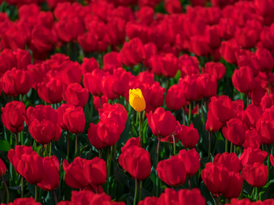 тюльпаны, много, красные тюльпаны, жёлтый тюльпан