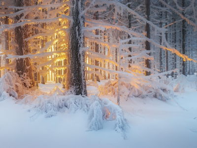 зима, лес, свет, снег, деревья, природа