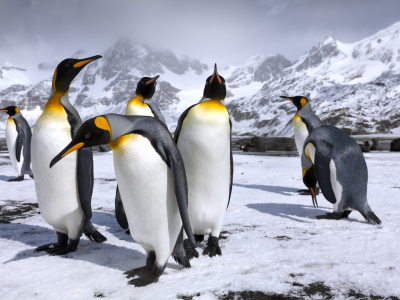 снег, горы, пингвины, пингвин, королевские пингвины