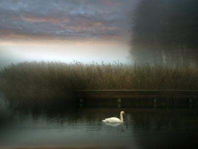 лебедь, озеро, туман