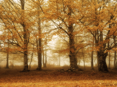 осень, деревья, туман
