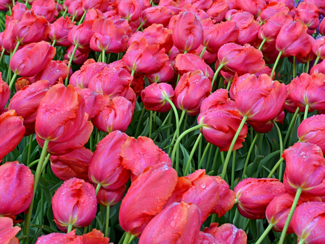 тюльпаны, розовые