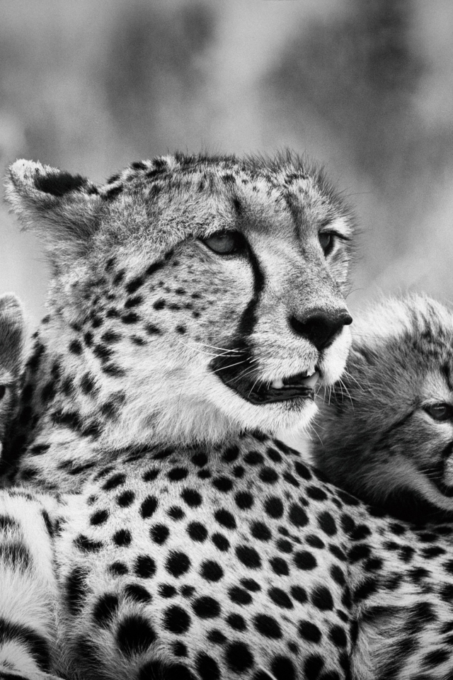 мама, детеныши, гепарды, чёрно белое фото