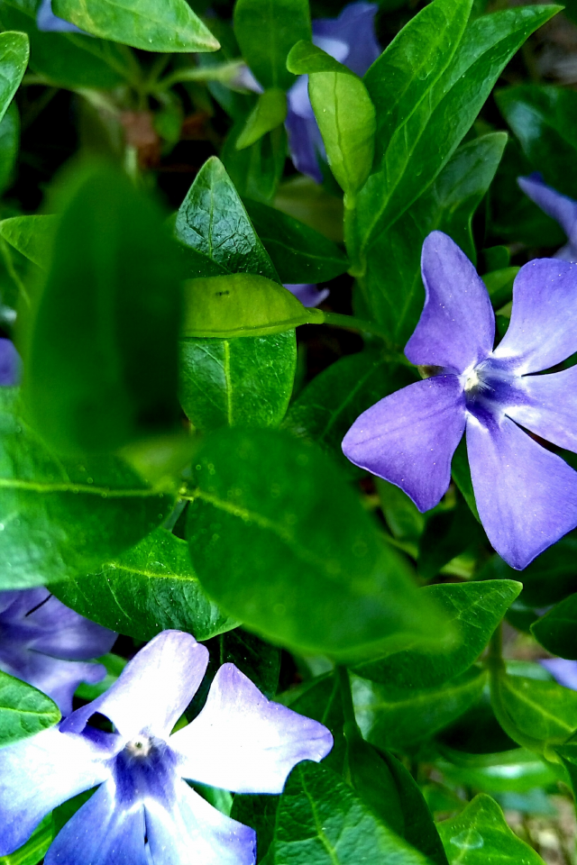 цветы, листья, фиолетовый, зеленый