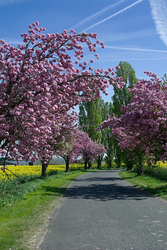 поля, деревья, небо, дорога, рапс, цветение, весна, солнце