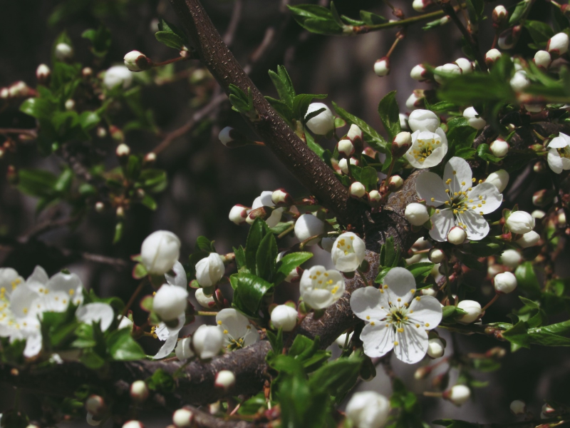весна, цветение, дерево