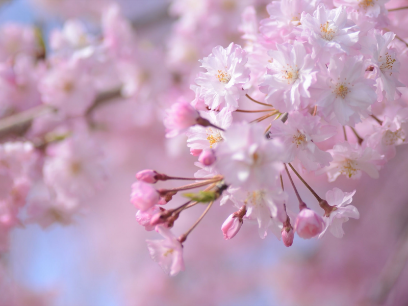 весна, цветение, дерево, сакура