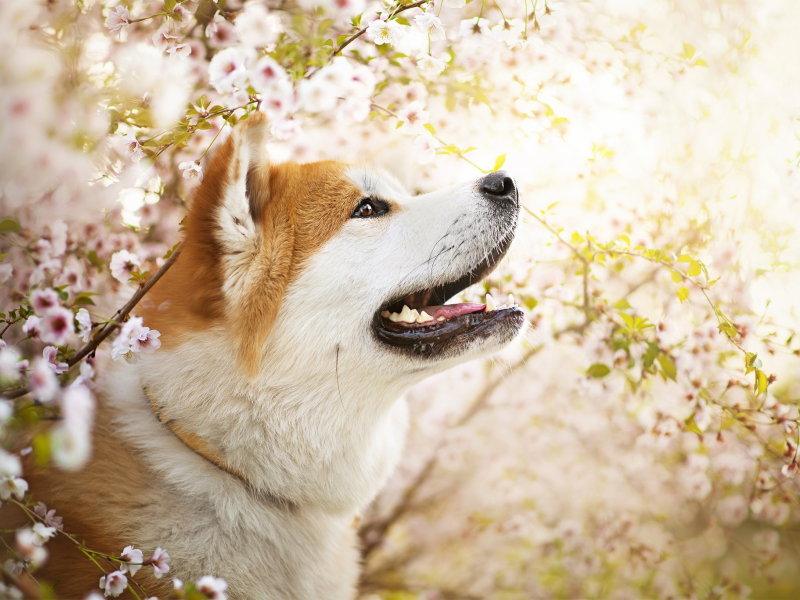 весна, цветы, собака