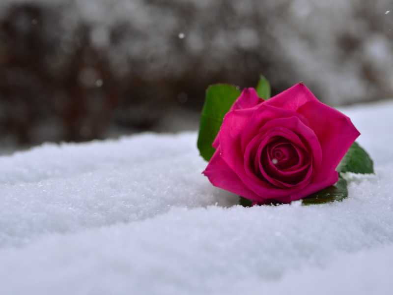 снег, роза